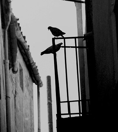 Bruno y Alba.