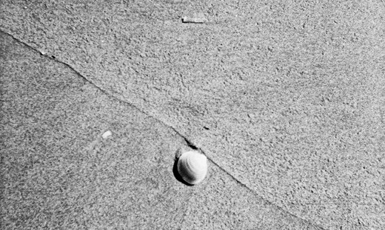 La concha solitaria.