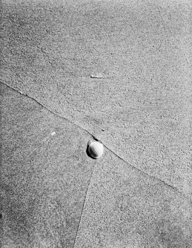 La concha solitaria.